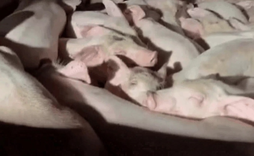 Số heo bị cơ quan chức năng phát hiện.