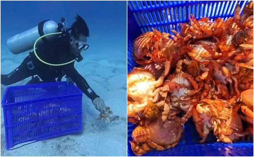 Cán bộ Khu bảo tồn biển Lý Sơn thả cua huỳnh đế về với biển. (Ảnh: Tuổi trẻ)