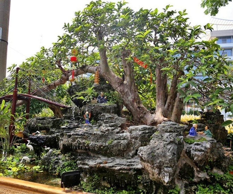 Không giống như những cây ổi bình thường trong vườn, bonsai ổi là sự kết hợp tinh tế giữa thiên nhiên và nghệ thuật. Ảnh: Tri Thức & Cuộc sống.