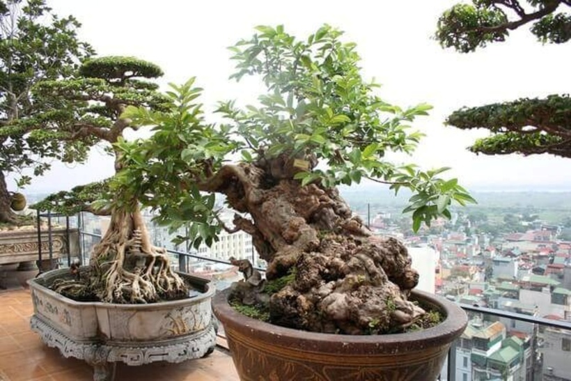 Giá bonsai ổi rất phong phú, từ vài trăm nghìn đồng cho những cây mini nhỏ xinh đến hàng chục triệu đồng cho các tác phẩm cổ thụ, được tạo dáng công phu và quý hiếm. Ảnh: Tri Thức & Cuộc sống.