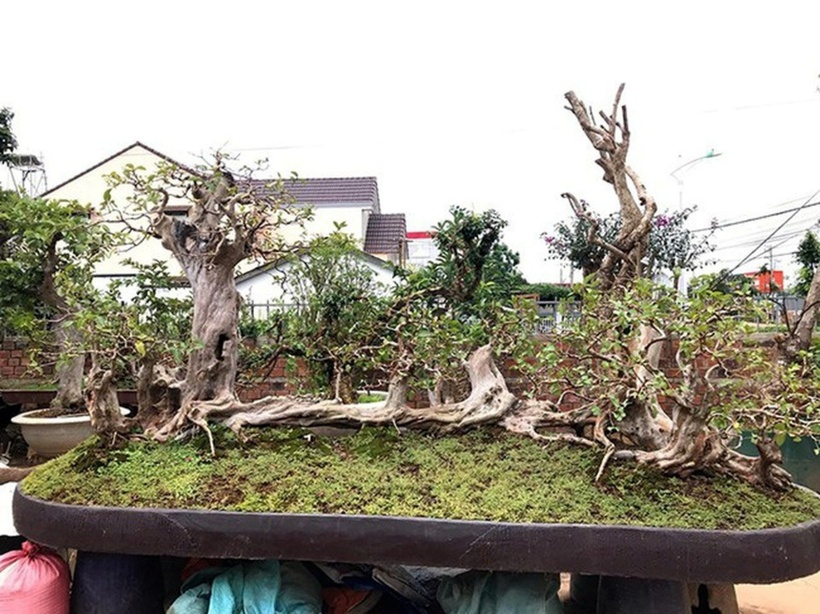 Đại gia Lào Cai đã quyết đổi ngang cây "Thạch lựu cổ đại" "khủng" nhất Việt Nam giá 1,7 tỷ đồng để lấy cây cảnh này. Ảnh: Dân Việt.