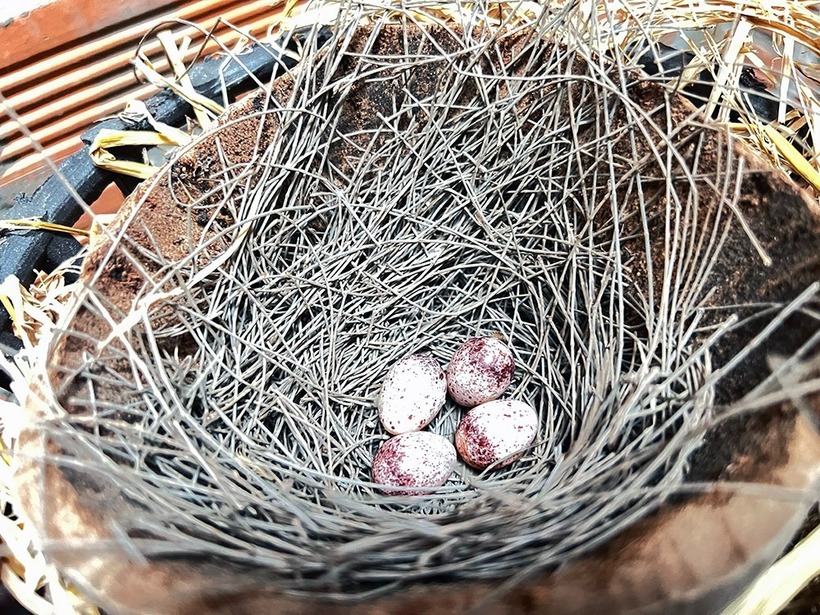 Trứng chim mào đột biến trong trại của Vinh. Ảnh: VietNamnet