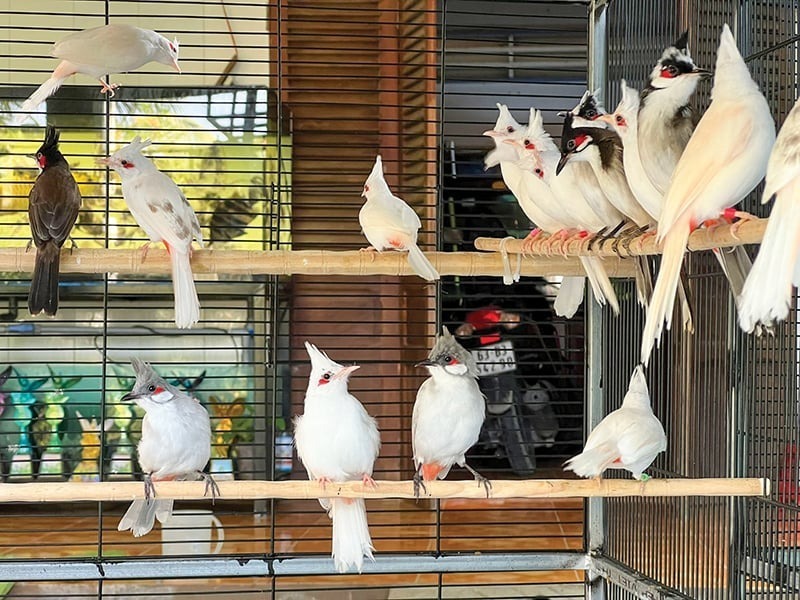 Nhiều loại chim chào mào đột biến được anh Vinh sưu tầm, nâng giống. Ảnh: Dân Việt