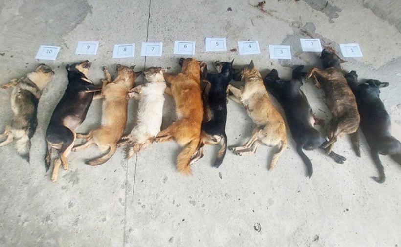 Tang vật 10 con chó đã chết. (Ảnh: Công an)