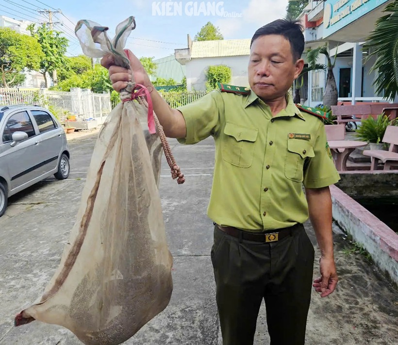 Phát hiện con vật "lạ" quý hiếm "vừa biết bơi, vừa leo cây giỏi" ở vườn nhà, ông Sanh đã bắt lại và giao nộp cơ quan chức năng. Ảnh: Báo Kiên Giang