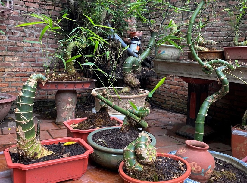 Một góc phôi tre của anh Phạm Quốc Huy. Ảnh: Thanh Niên.