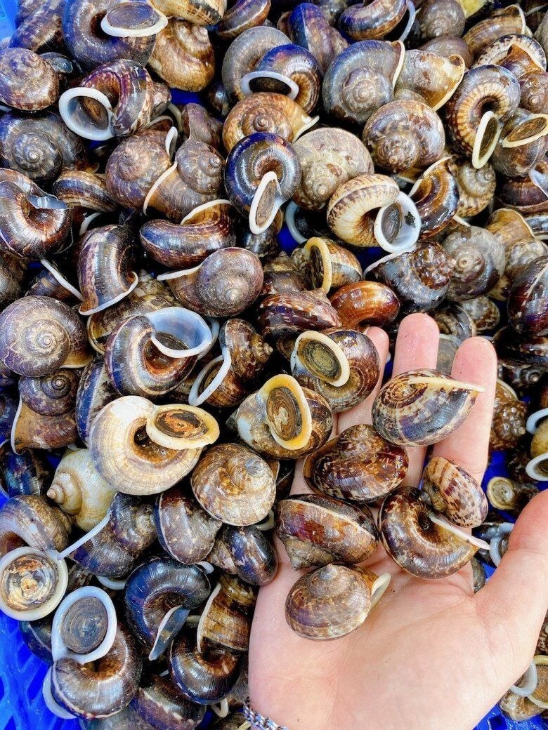 Ốc núi là loài ốc sống hoàn toàn hoang dã, với hương vị độc đáo mà không một loại ốc nuôi nào có thể sánh được.