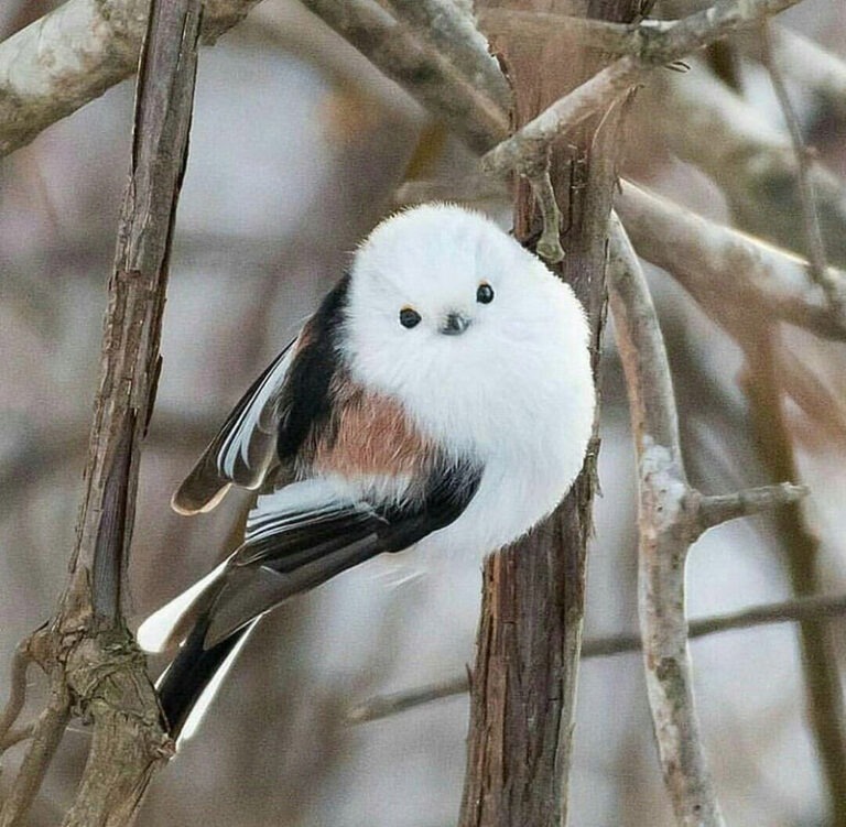 Shima Enaga là một phân loài đặc biệt của chim sẻ đuôi dài (Aegithalos caudatus).