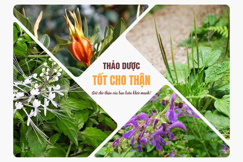 Các thảo dược hỗ trợ cho người suy thận