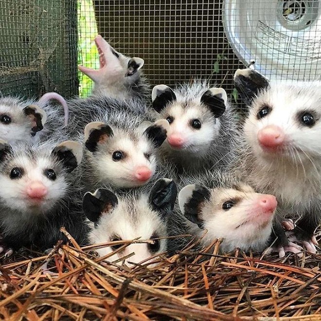 Opossum thuộc bộ Didelphimorphia, bộ thú có túi lớn nhất ở Tây Bán cầu với hơn 103 loài thuộc 19 chi