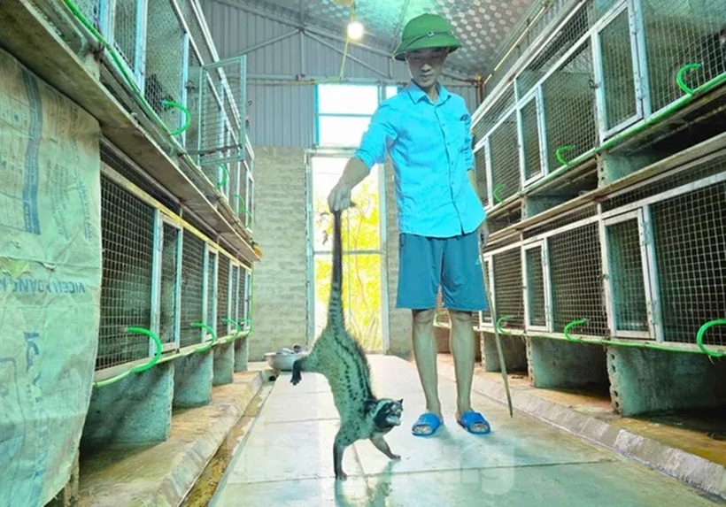 Chàng kỹ sư bỏ việc về quê dựng trang trại nuôi chồn hương tiền tỷ. Ảnh: Tiền phong