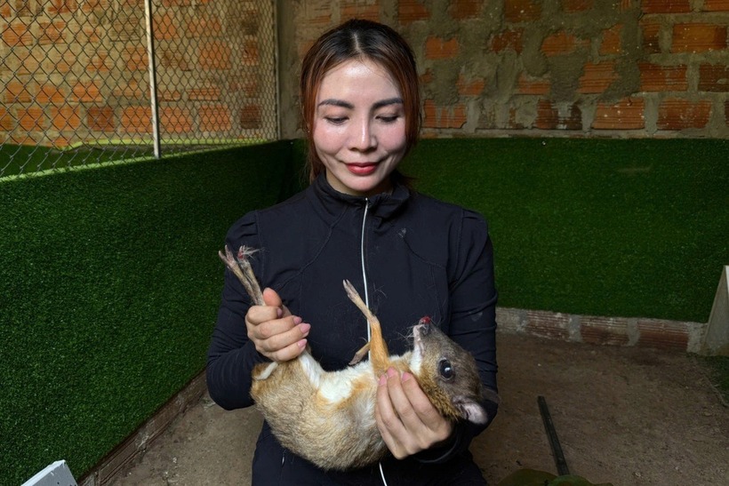 Chị Lan đầu tư 20 chuồng để nuôi cheo cheo. Ảnh: Dân trí