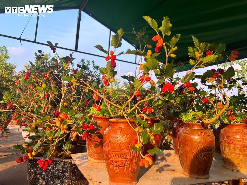 Giá mỗi chậu bonsai dâu tằm có thể tới hàng chục triệu đồng, tùy vào hình dáng. Ảnh: VTC News.