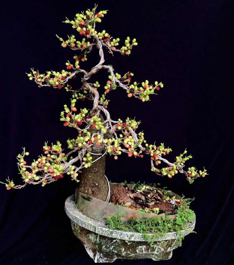 Xu hướng chơi bonsai dâu tằm đang được ưa chuộng và đem lại thu nhập cao cho nhiều người. Ảnh: Thanh Niên.