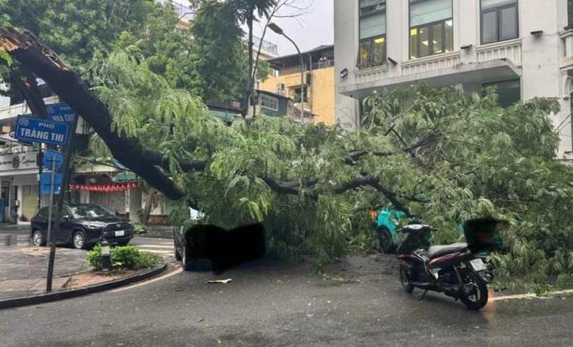 Cây phượng bị đổ, gãy, đè trúng 3 ô tô trên phố Tràng Thi. Ảnh: Dân trí