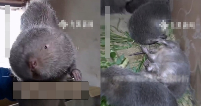 Một cặp vợ chồng nông dân gần đây đã phải nhập viện khẩn cấp sau bữa sáng với thịt chuột tre hoang dã – loài gặm nhấm tiềm ẩn nhiều mầm bệnh nguy hiểm. Ảnh: Weibo