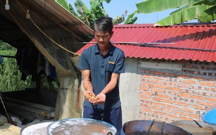 Với gần 2 ha ao ương giống cá, anh Hợp cung cấp ra thị trường gần 100.000 con cá giống/năm, thu lãi từ 200 - 500 triệu đồng.
