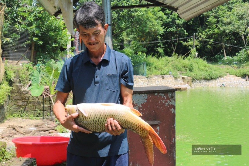 Anh Nguyễn Văn Hợp, thôn Khởi Khe, thị trấn Nông trường Phong Hải, huyện Bảo Thắng, tỉnh Lào Cai chia sẻ về cơ hội nghề nuôi cá. Ảnh: Dân Việt