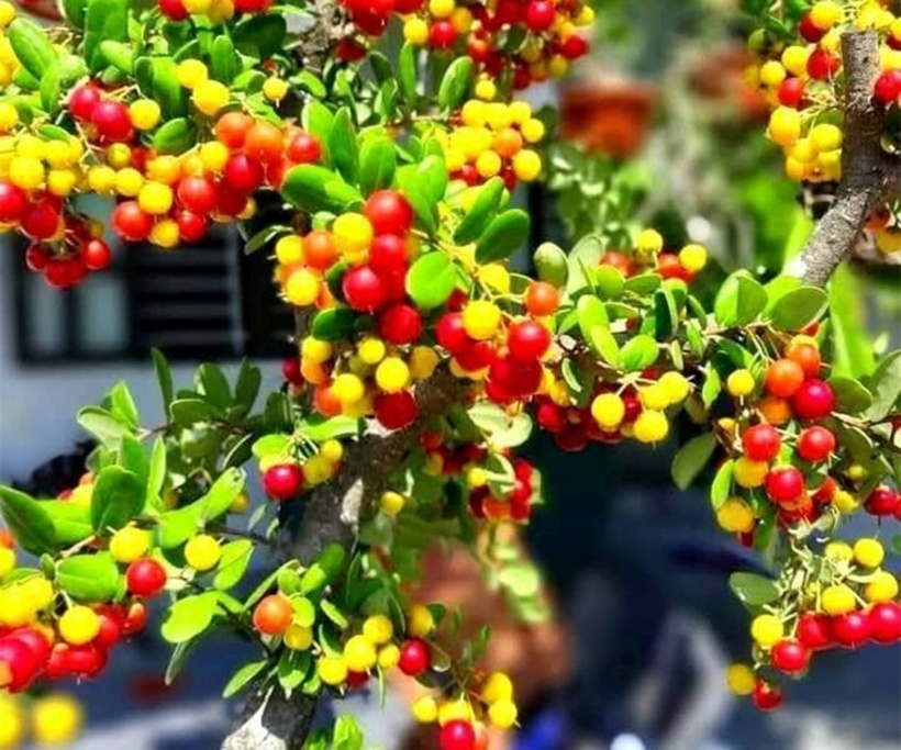 Với hoa đẹp mắt và quả đỏ tựa ruby, loài cây này đang rất được giới chơi cây cảnh ưa chuộng trong những năm gần đây. Ảnh: Tri Thức & Cuộc sống.