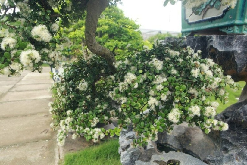 Hoa hải châu có màu trắng muốt, nở thành từng chùm và mang hương thơm đặc trưng. Ảnh: Tri Thức & Cuộc sống.