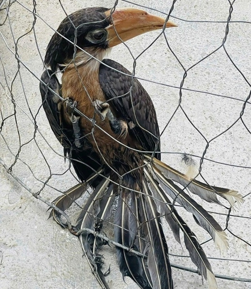 Chim niệc nâu. Ảnh: Thanh Niên