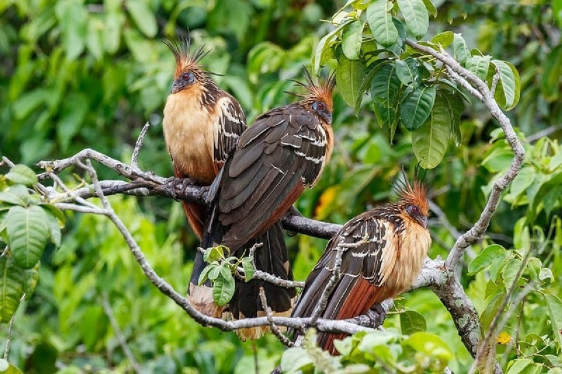 Hoatzin sinh sản vào mùa mưa. Ảnh: Báo Dân việt.
