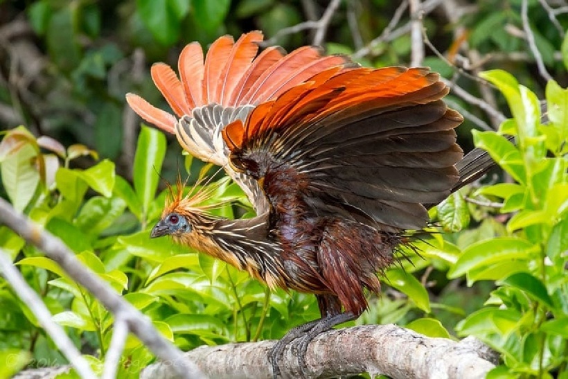 Hoatzin có kích thước bằng gà lôi với tổng chiều dài 65 cm, cổ dài và đầu nhỏ, khuôn mặt màu xanh lam. Ảnh: Báo Dân việt.
