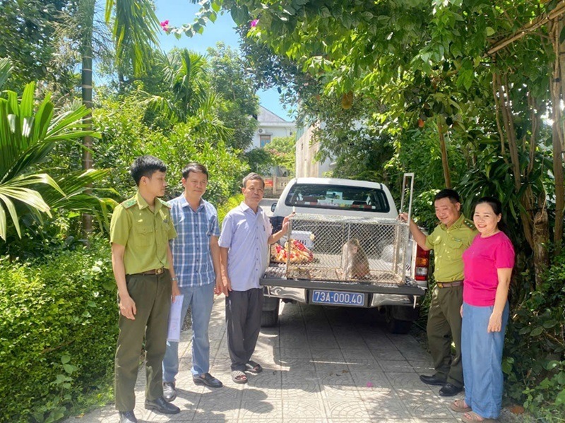 Trung tâm Cứu hộ, bảo tồn và phát triển sinh vật (Ban Quản lý Vườn Quốc gia Phong Nha-Kẻ Bàng) tiếp nhận khỉ vàng (Macaca mulatta). (Ảnh: Báo Quảng Bình)
