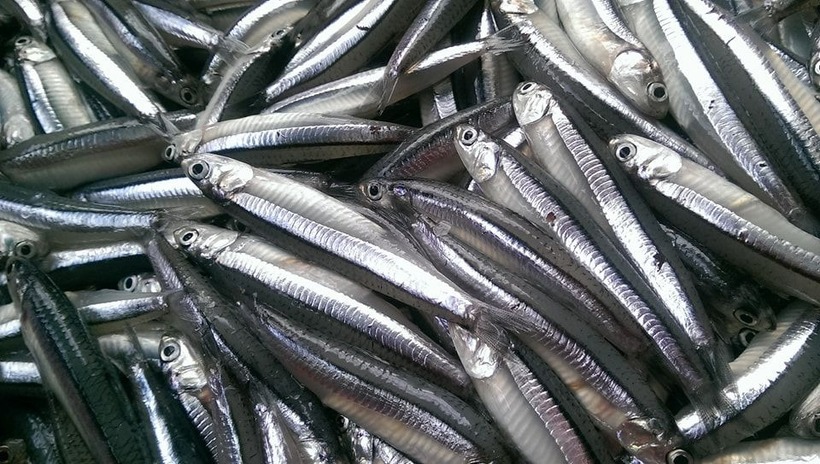 Loại cá tốt cho tim, giảm nguy cơ đột quỵ - 2