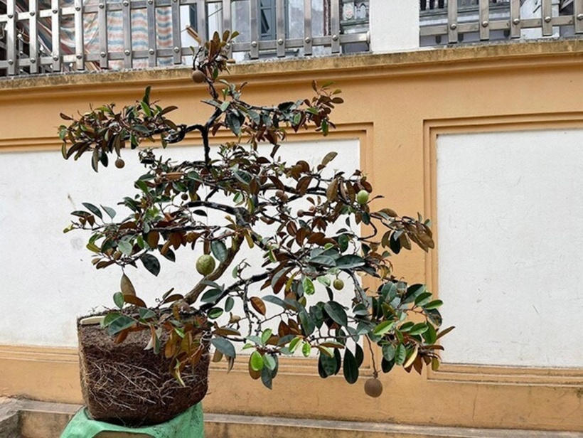 Bonsai vú sữa đang trở thành hiện tượng đặc biệt trong giới chơi cây cảnh tại Việt Nam. Ảnh: Tri Thức & Cuộc sống.