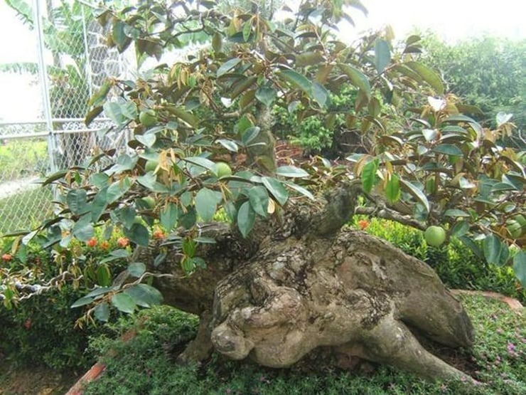 Bonsai vú sữa có hình thù độc đáo. Ảnh: Dân Việt.