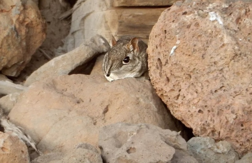 Với thân hình bé nhỏ, tròn trịa, bộ lông mượt mà, đôi mắt tròn long lanh và cách di chuyển nhanh nhẹn tựa sóc, chúng toát lên vẻ ngoài vừa đáng yêu vừa vô hại.