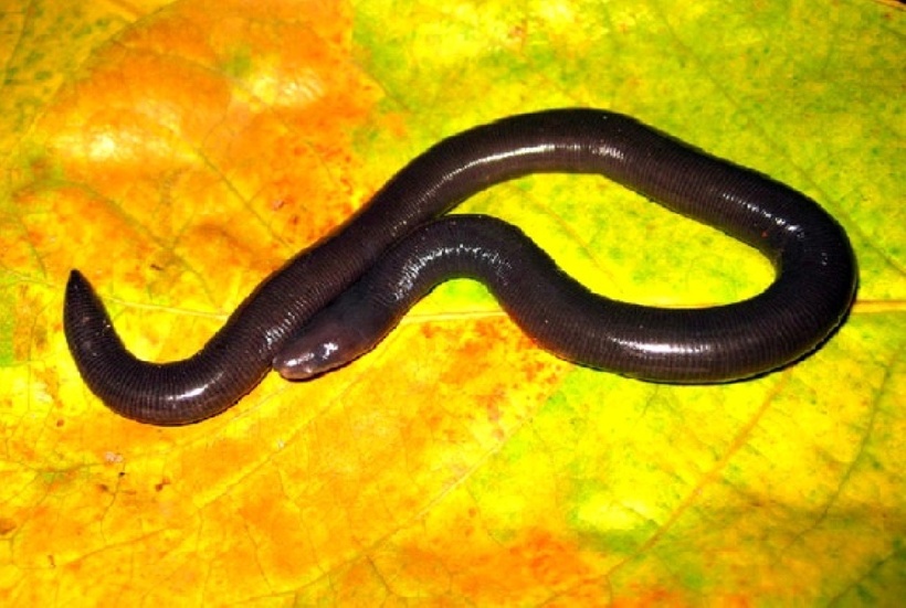 Loài ếch giun Cha Lo. Ảnh: Báo Sức khỏe và Đời sống.