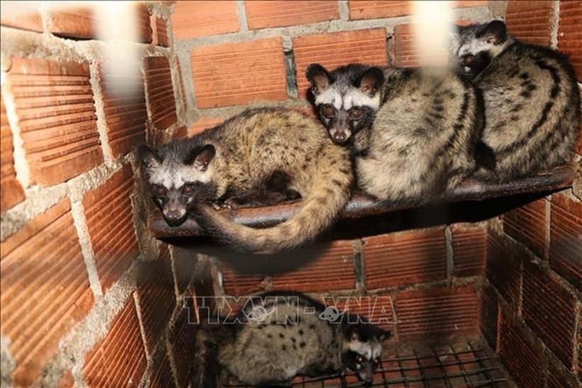 Nuôi chồn hương không chỉ ít tốn diện tích lại nhẹ công chăm sóc. Ảnh: TTXVN