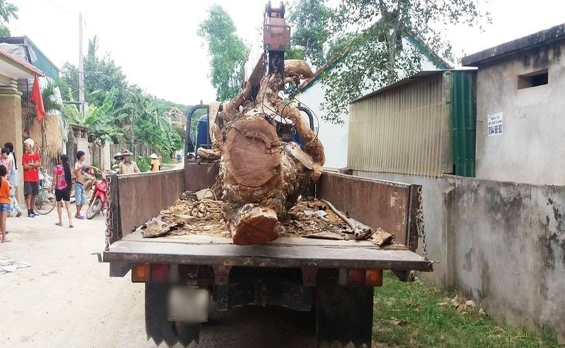 Chiếc xe cẩu cây mít ra khỏi làng. (Ảnh: Dân trí)