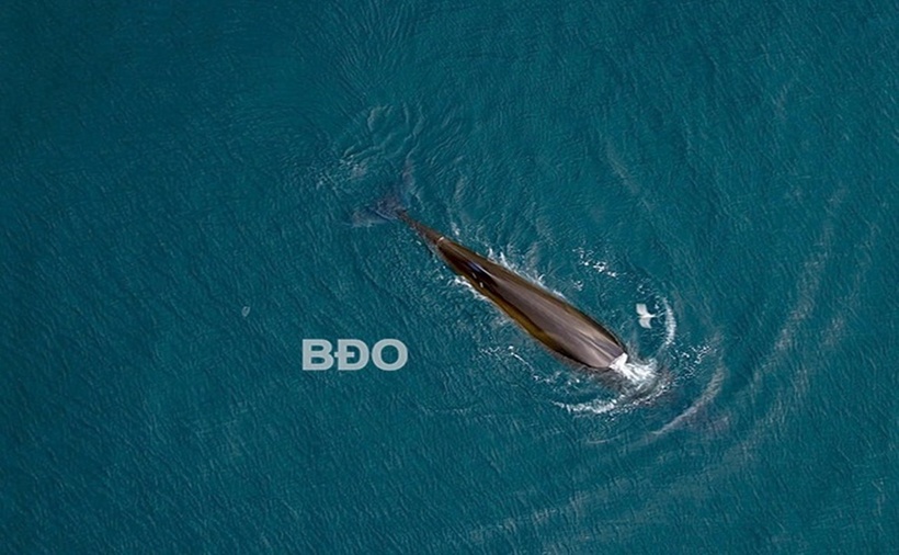 Hình ảnh cá voi săn mồi. (Ảnh: Báo Bình Định)