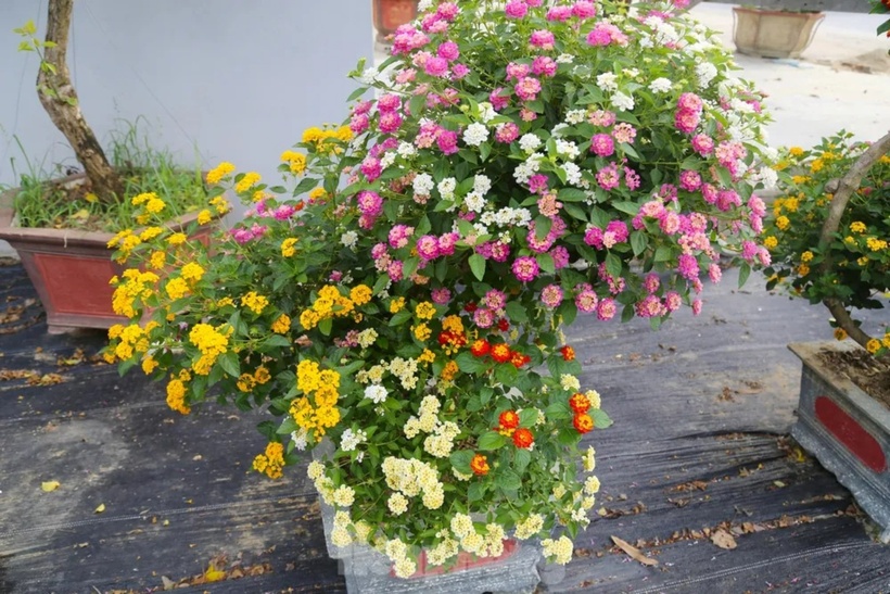 Một cây bonsai cho màu sắc đa dạng. Ảnh: Tiền Phong.