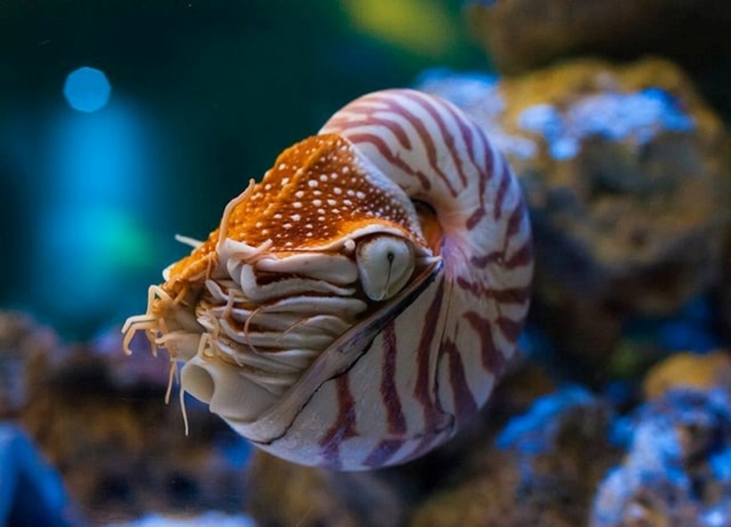 Ốc anh vũ (Nautilus pompilus) được coi là một “hóa thạch sống” vì chúng thay đổi rất ít so với tổ tiên cách đây 400-500 triệu năm, được biết đến thông qua các hóa thạch. Chúng sống dưới đáy biển sâu vài trăm mét vùng nhiệt đới, cận nhiệt đới. Ảnh: Dân Việt.
