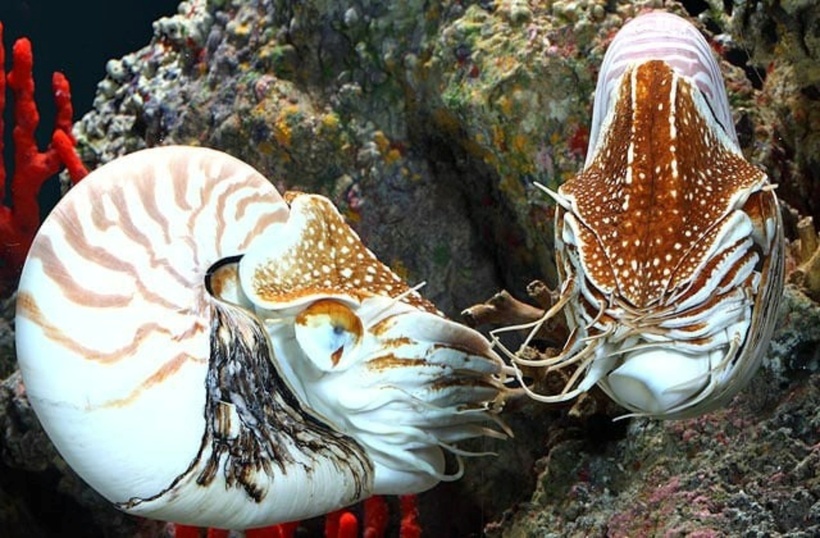 Các tài liệu ghi chép về loài ốc anh vũ tại Việt Nam cho rằng đây là loài thuỷ sinh sống dưới đáy biển sâu vài trăm mét vùng nhiệt đới, cận nhiệt đới. Ảnh: Dân Việt.