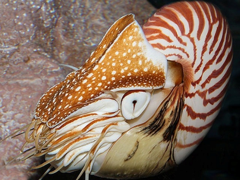 Theo Công ước về buôn bán quốc tế những loài động thực vật hoang dã nguy cấp thì tại Việt Nam số lượng ốc anh vũ ước tính còn rất ít, loài động vật này được xếp vào các loài có nguy cơ tuyệt chủng cực kỳ lớn. Ảnh: Dân Việt.