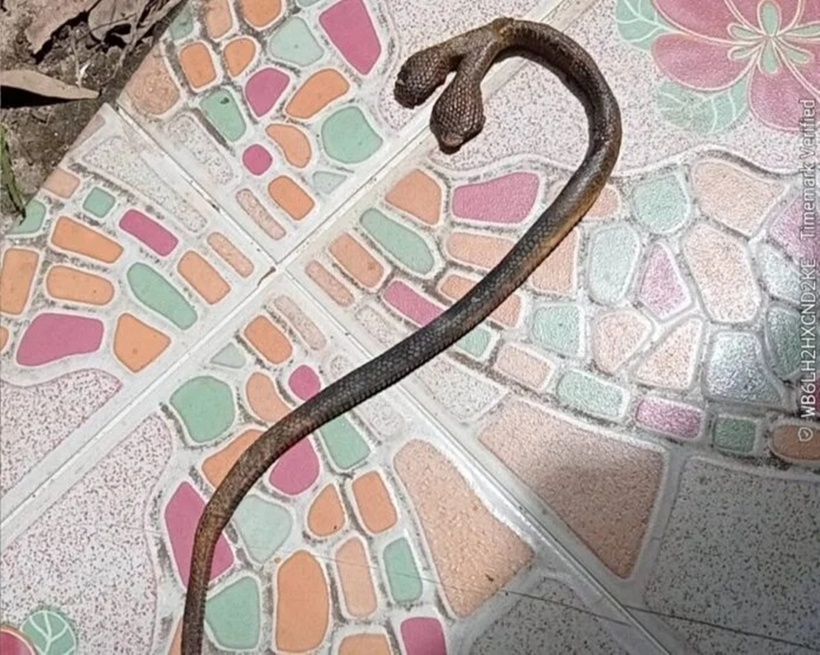 Con rắn dài khoảng 40 cm, mang màu vàng và đen, và đặc biệt là có đến… hai cái đầu. Ảnh: Saostar.