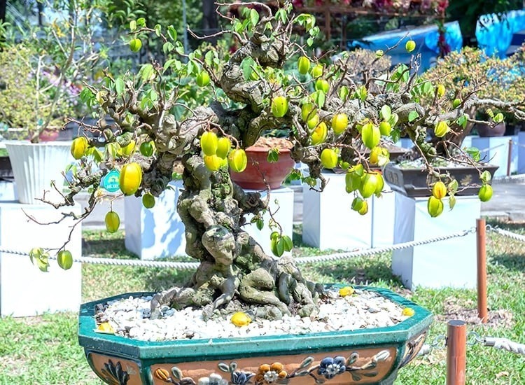 Khế bonsai được nhiều người ưa chuộng thời gian gần đây. Ảnh: Dân Việt.