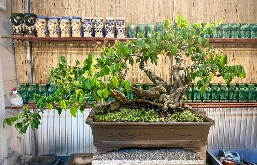 Dáng của khế bonsai khiến nhiều người sành cây cũng phải trầm trồ. Ảnh: Thanh Niên.