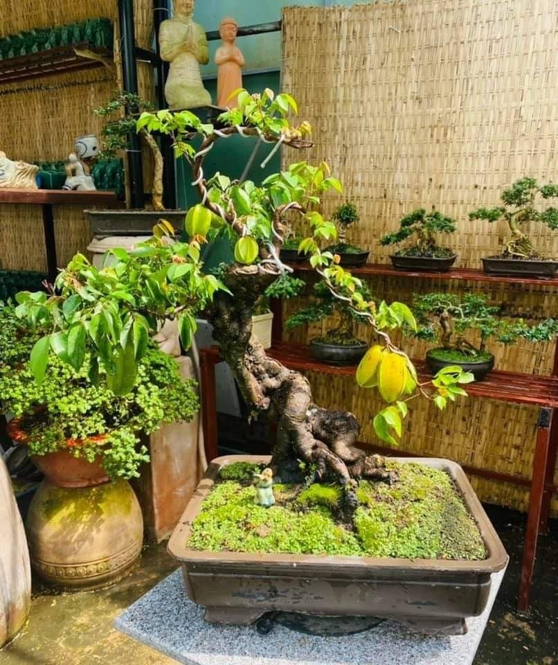 Bonsai khế cũng khá nhạy cảm với ánh sáng . Ảnh: Thanh Niên.