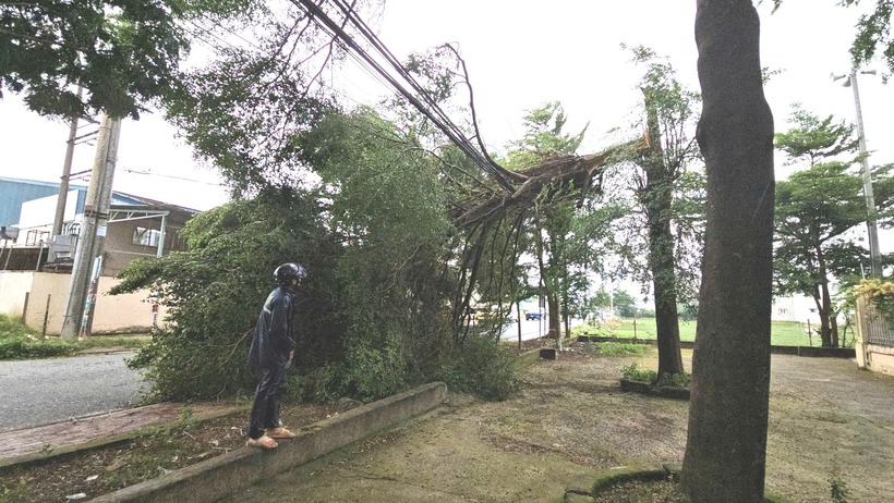 Cây xanh trước cổng trường tiểu học trên đường Bà Điểm 4 gãy ngang thân, đè lên đường dây điện.