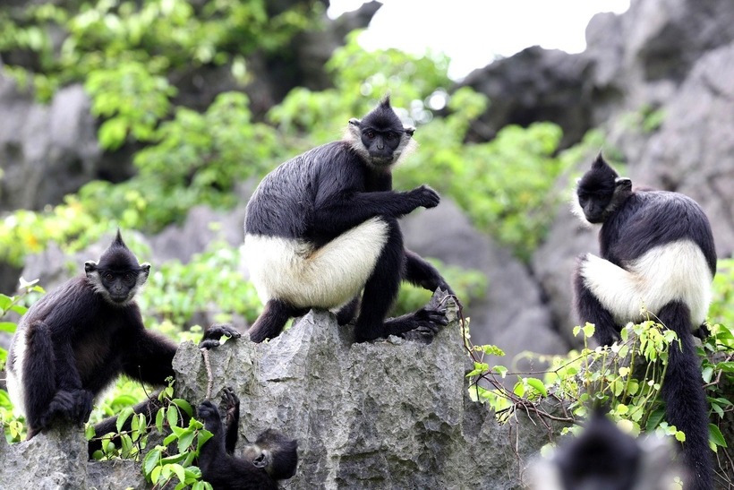 Voọc mông trắng là một trong những loài linh trưởng đặc hữu và quý hiếm bậc nhất của Việt Nam. Ảnh: Dân Trí