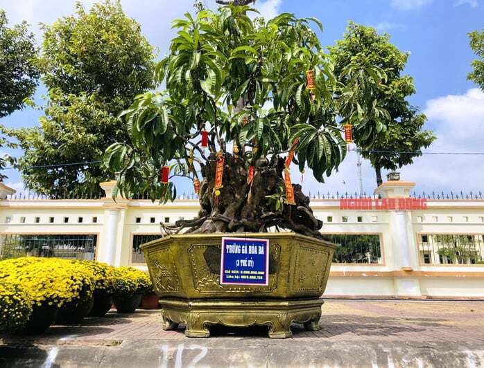 Cây trứng gà bonsai hoá đá. Ảnh: Dân Việt