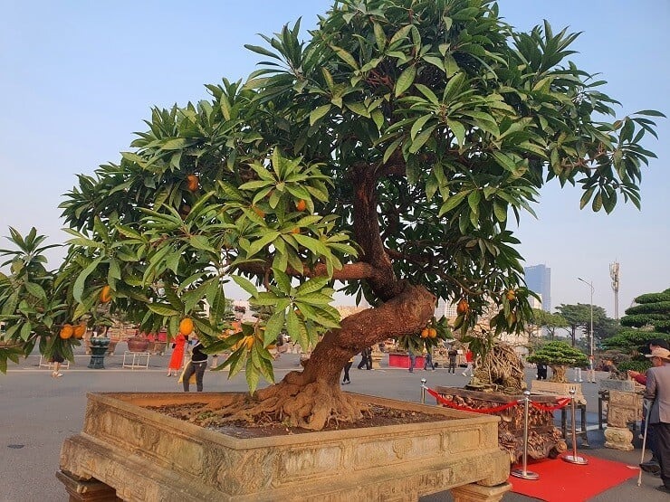 Cây cảnh trứng gà này của anh Oai (Long Biên, Hà Nội) ước chừng khoảng 55-60 năm. Ảnh: Dân Việt.