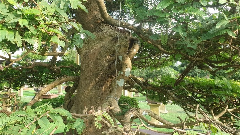 Thân cây cao 6m, đường kính tán cây 3,5 m, bề hoành gốc 1,4 m, có dáng hình cây thông (nhỏ dần từ gốc đến ngọn). Ảnh: Báo Lao Động.