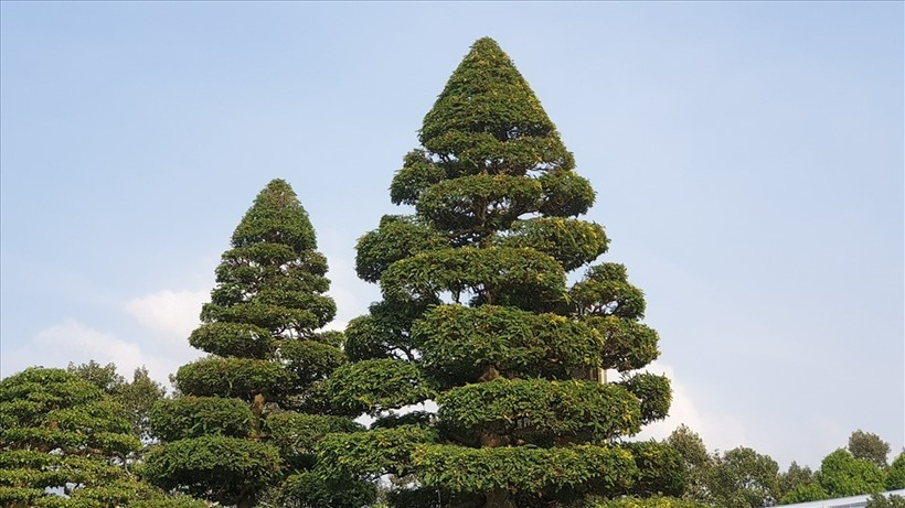 Anh Lộc chia sẻ, cặp me này được tạo tác theo dáng hình thông – một phong cách đặc trưng của người miền Nam, với gốc cây to vững chãi và thuôn dần về phía ngọn. Mỗi nhánh nhỏ trên thân cây đều có ba chi, trong đó có một chi vươn lên và một chi rủ xuống. Ảnh: Báo Lao Động.